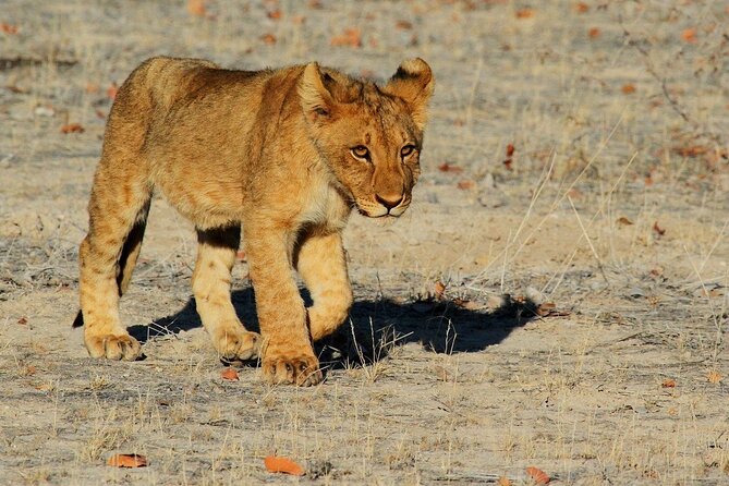 5 Days / 4 Nights Namibian Adventure ( Comfort) - Visa and Insurance Coverage