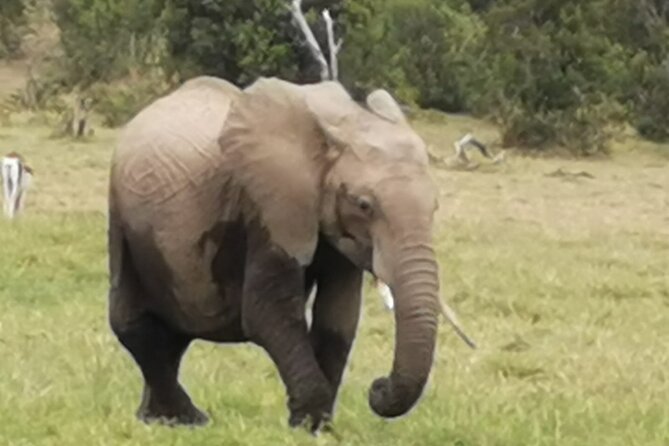 5 Days Amboseli, Lake Nakuru and Masai Mara Safari - Important Considerations