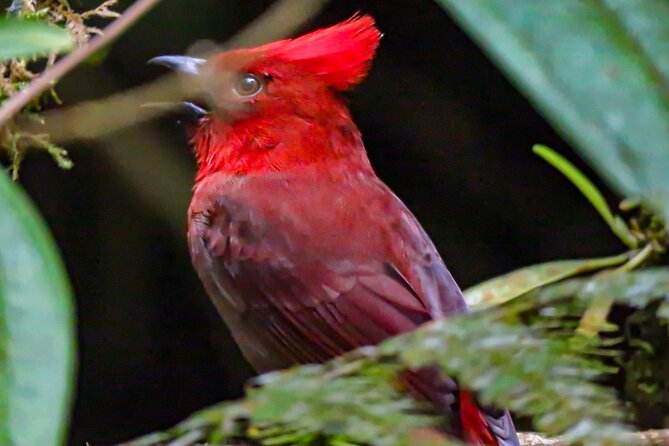 5-Days Birding: Adventure in the Central Andes of Colombia - Travel Tips
