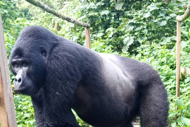 5 Days Christmas Holiday Gorilla, Chimpanzee and Game Safari - Day 3: Gorilla Trekking