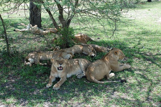 5 Days Dream of Africa Safari Adventure - Inclusions and Exclusions