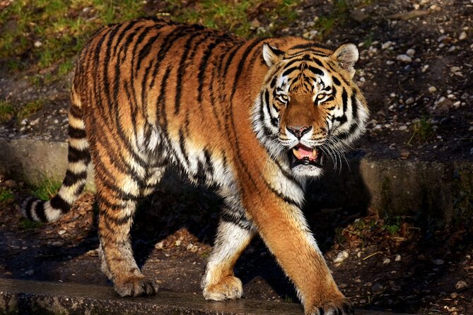 5 Days Golden Triangle With Tiger Safari and Bird Sanctuary - Pricing and Cancellation Policy