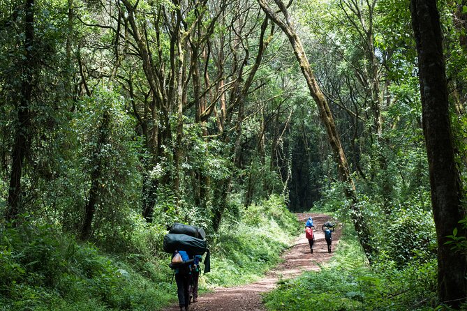 5-Days Kilimanjaro Marangu Route Activity - Summit Experience