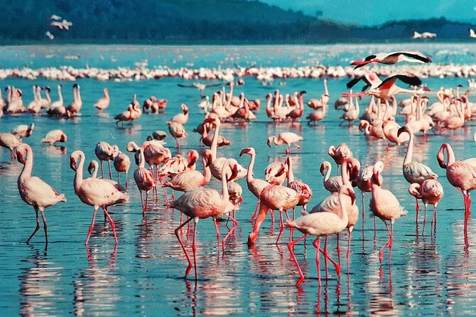 5 Days Maasai Mara And Riftvalley Lakes Safaris - Pickup Information