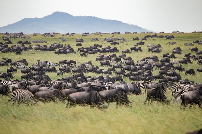 5 Days Mara River Crossing Wildebeest Migration in Serengeti - The Sum Up