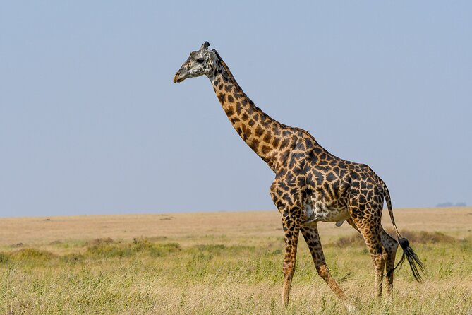 5 Days Migration Safaris - What to Expect
