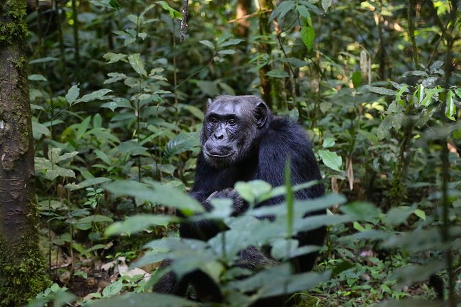5 Days Murchison Safari With Chimpanzee Trekking (Budget) - Safari Overview