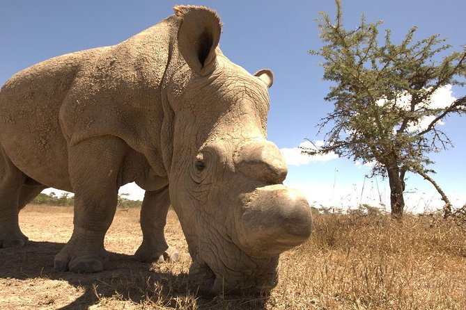 5 Days Ol Pejeta, Lake Naivasha & Masai Mara Private Safari - Transportation Logistics