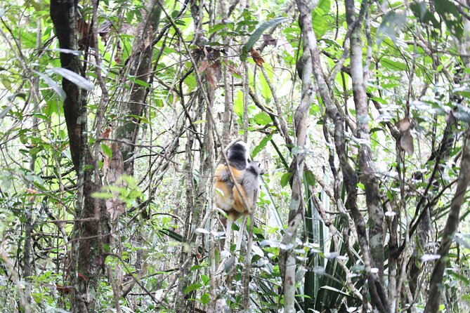 5 Days Private Tour to Lemurs Island - Accommodation Details