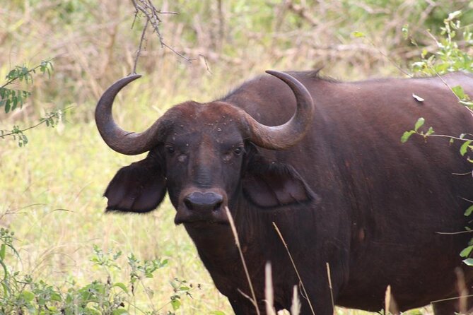 5 Days Safari Masai Mara +Hells Gate/ Lake Naivasha - Tour Accessibility Information