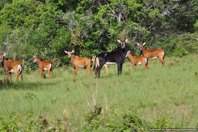 5 Days Shimba Hills, Tsavo East/West Amboseli Safari - Dining Experience