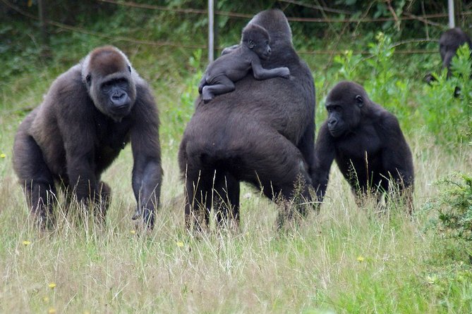 5 Days Uganda Gorilla and Wildlife Safari - Pickup and Drop-off Points