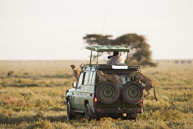 6-Day Best of Tanzania Wildlife Safari- Comfort - Pickup and Transportation