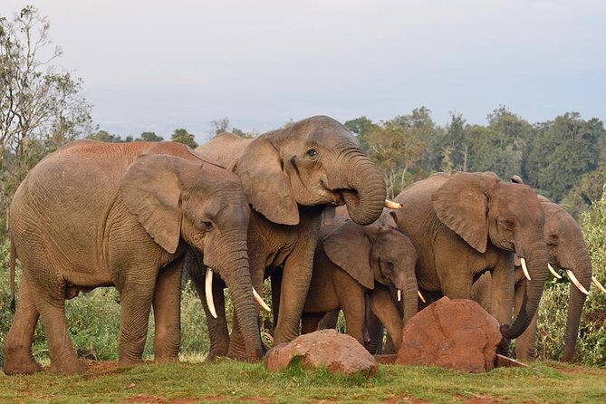 6 Day Big 5 Wildlife Safari Tour on 4x4 Land Cruiser Jeep - Dining Experiences