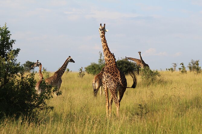 6-Day Safari Tour to Tarangire, Manyara, L. Eyasi & Ngorongoro - Day 5: Ngorongoro Crater Exploration