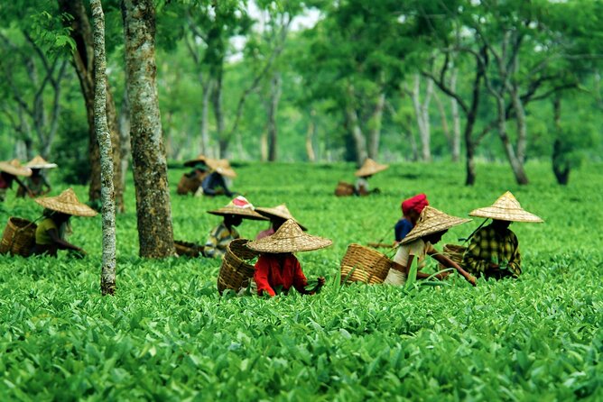 6 Days Assam & Meghalaya Tour - Important Information