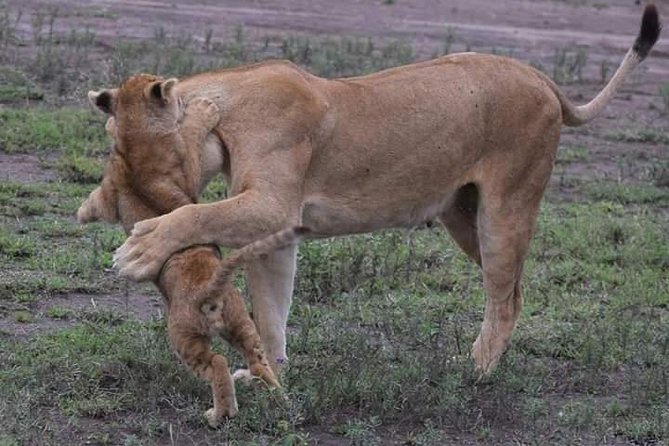 6 Days Budget Camping Tanzania Safari Highlights - Daily Itinerary Highlights