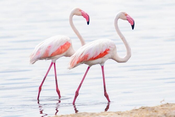 6 Days Camping Safari in Northern Tanzania - Schedule Details and Start Time
