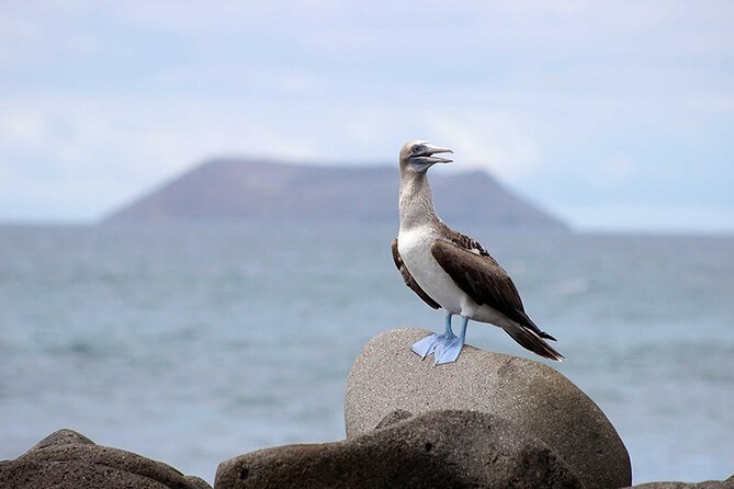 6 Days Galapagos Island Hopping - Frequently Asked Questions