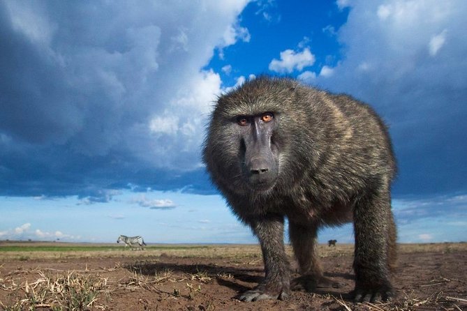 6 Days Maasai Mara-Amboseli Budget Safari (Daily Departure+24h Customer Service) - Customer Service Support