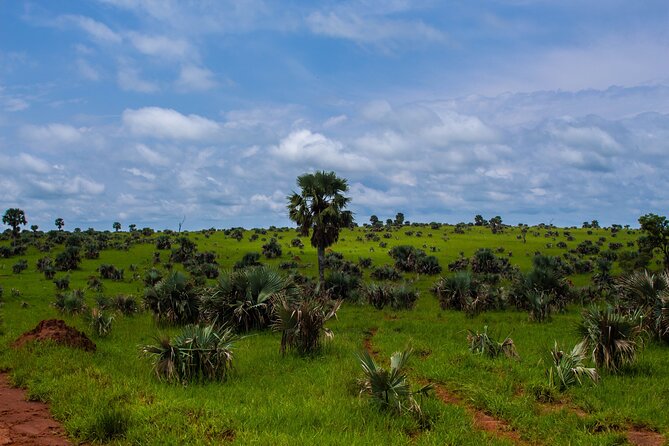 6 Days Primates and Game Drive Safari in Uganda - Day 3: Game Drive in Queen Elizabeth National Park