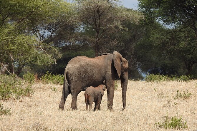 6 Days Private Safari With Mid-Range Lodges or Camps