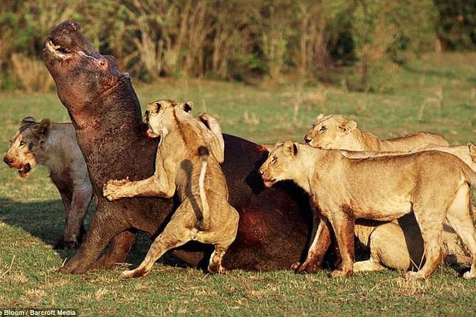 6 Days Tanzania Budget Camping Safari - Pickup and Drop-off Information