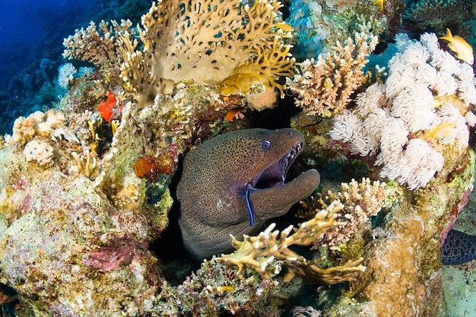 6 Dive Package at Ras Mohamed and Tiran Strait - Confirmation Process