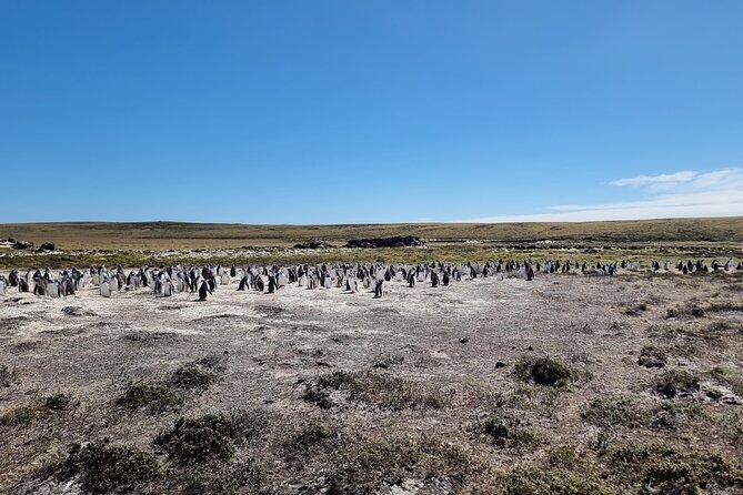 6 Hours Wild Tour With Penguins, Elephant Seals in East Falklands - Customer Reviews
