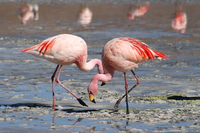 7-Day Amboseli-Lake Naivasha-Lake Nakuru-Masai Mara NP - Meals Included