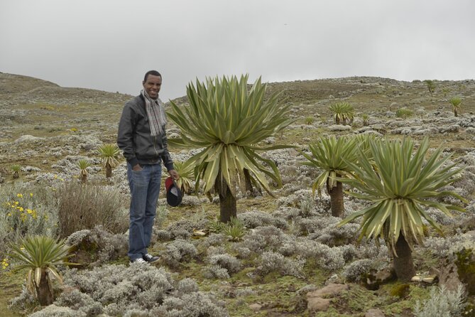 7-Day Bale Mountains National Park Tour - Additional Information