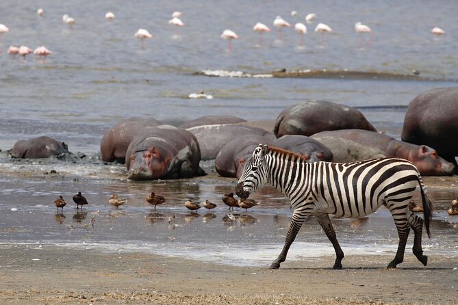 7 Day Discover Tanzanias Wildlife Wonders Safaris Adventure - Wildlife Encounters Schedule