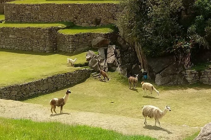 7 Day Machu Picchu and Cusco Tour - Pickup and Confirmation