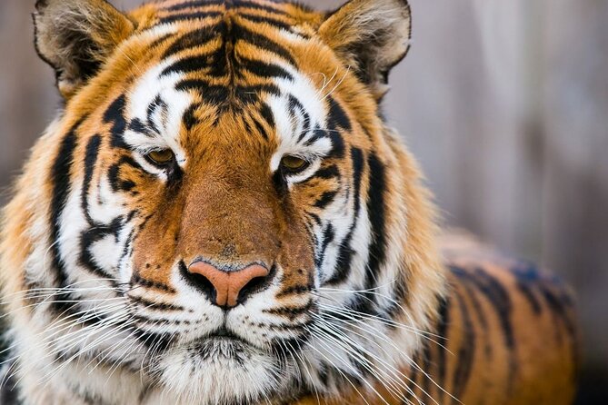 7 Day Private Golden Triangle Tour With Ranthamboure by Car - Pricing and Guarantee