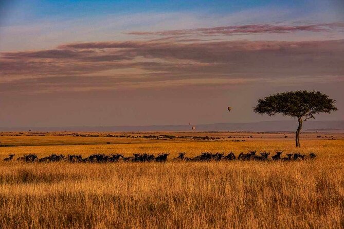 7 Days Big Five Safari Amboseli , Lake Nakuru and Masai Mara - Cancellation Policy and Guidelines