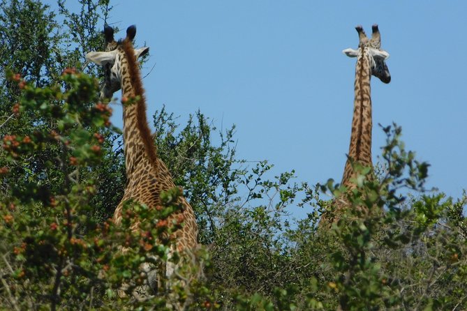 7 Days Bigfive Safari - NAIROBI - Transportation Logistics