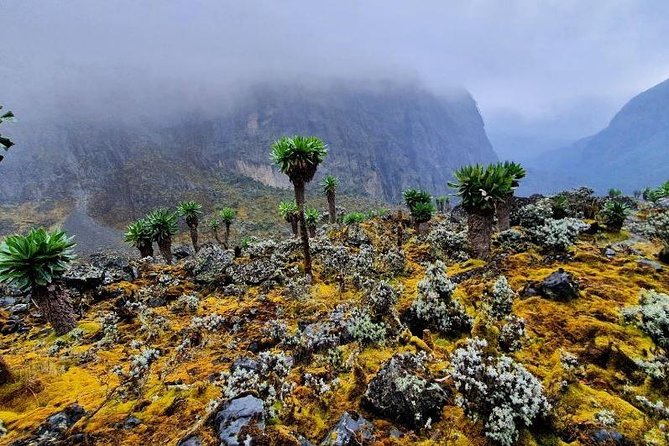 7 Days DR Congo Rwenzori Mountain Hiking – Panoramic Views (4462 M Alt) - Hiking Equipment Provided