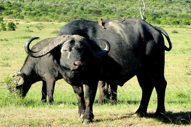 7 Days in Masai Mara - Lake Nakuru- Lake Naivasha- Amboseli - Day 7: Departure From Nairobi