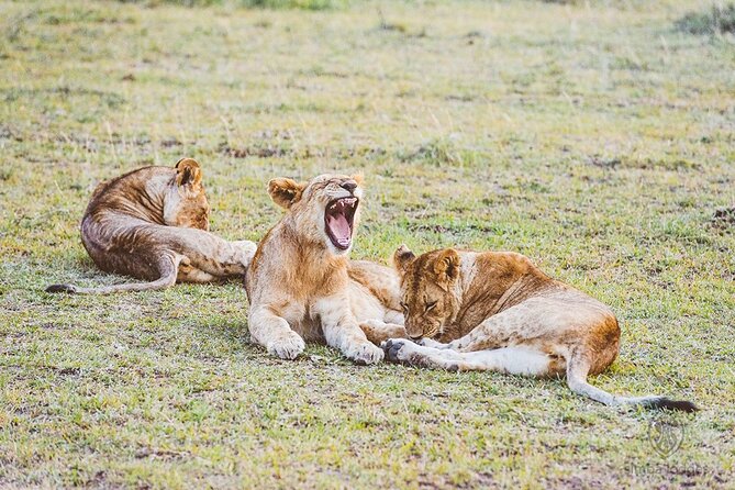 7 Days Kenya Luxury Safari and Beach Tour - Beach Activities