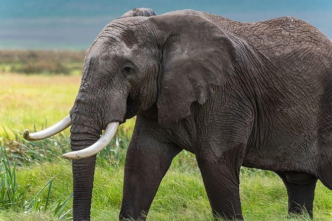 7 Days-Lake Manyara, Olduvai Gorge, Serengeti, Ngorongoro Crater & Tarangire - Inclusions and Exclusions
