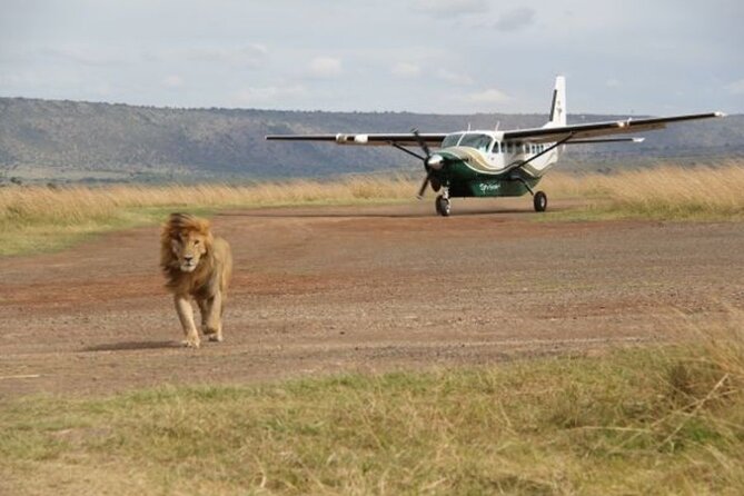 7 Days Masai Mara and Diani Beach Flying Luxury Safari - High End - Safari Vehicle and Guides