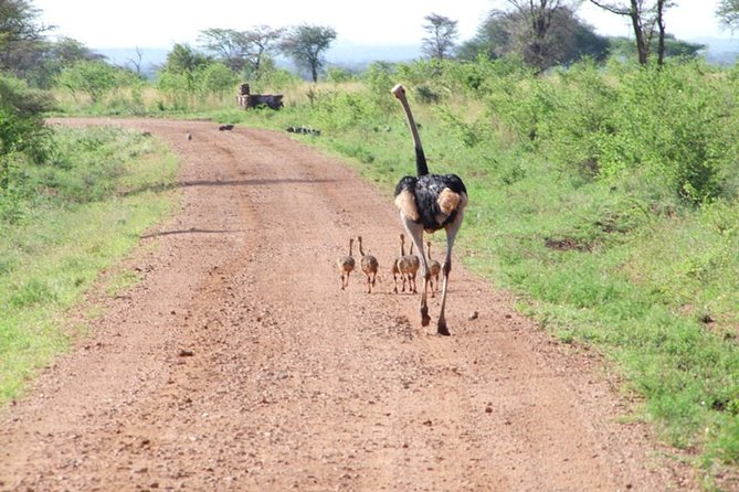 7 Days Safari Tour Starting From Mombasa - Day 3: Discovering Amboseli National Park