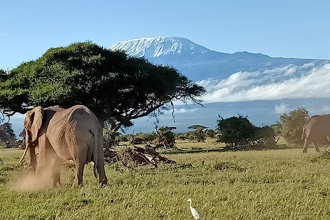 7 Days Salt-Lick Safari - Reservation and Pickup Information