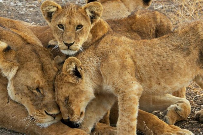 7 Days - Serengeti Wildebeest Migration Safari - Additional Information