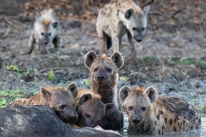 7 Days Southern Safari, Ruaha Np, Mikumi Np And Selous Game Reserve - Wildlife Encounters