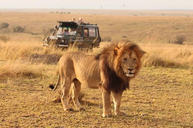 7 Days Tanzania Wildlife Migrations Adventures Safari Holiday-2021 - Wildlife Spotting Opportunities