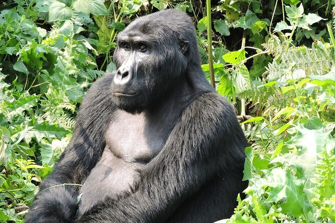 7 Days Uganda Primates and Wildlife Private Safari - Wildlife Encounters Schedule