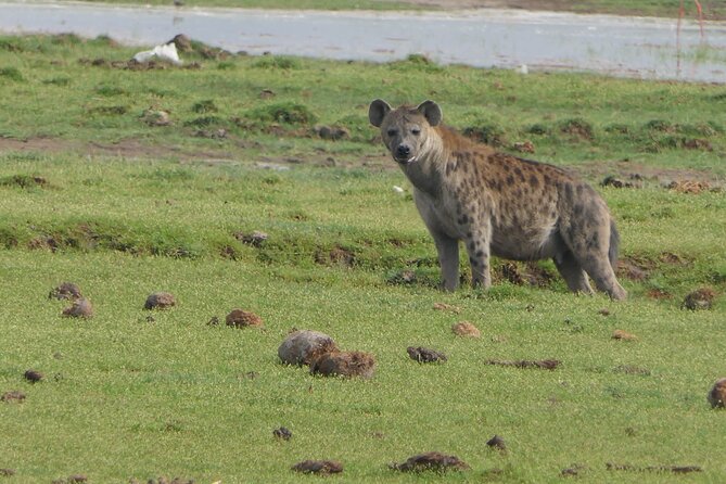 7 Days Vegans Private Safari Tour - Operator Information