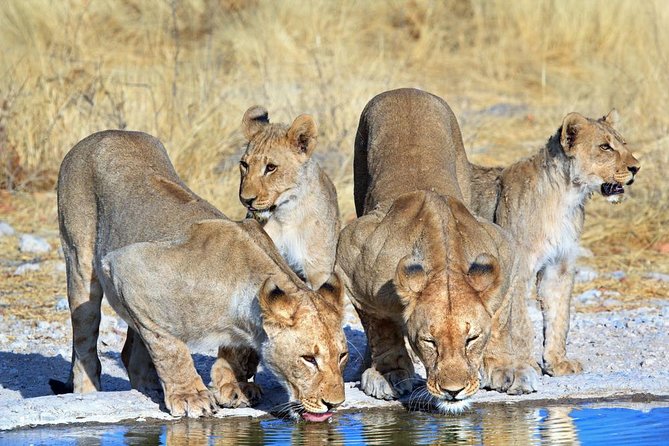 8-Day Sossusvlei, Swakop, Twyfelfontein & Etosha (Camping) - Camping Accommodations