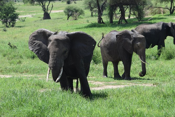 8 Days Classic Safari Into the Wilderness - Itinerary Highlights